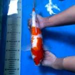 Kohaku Ginrin 34 cm