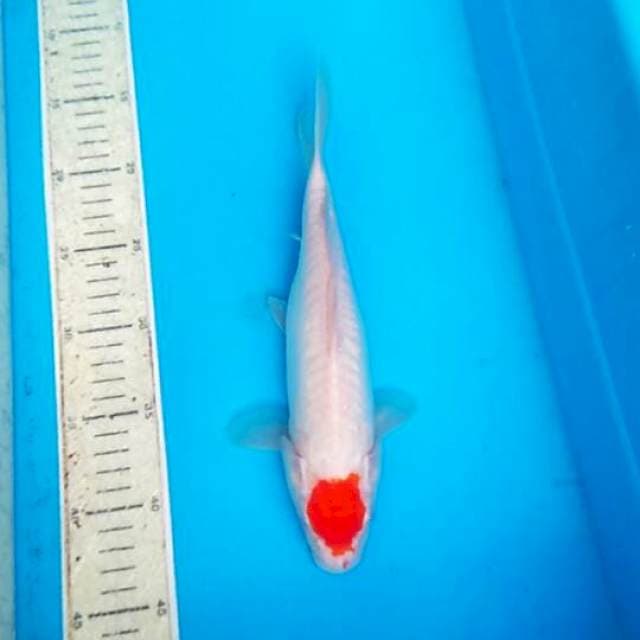 Tancho 27cm