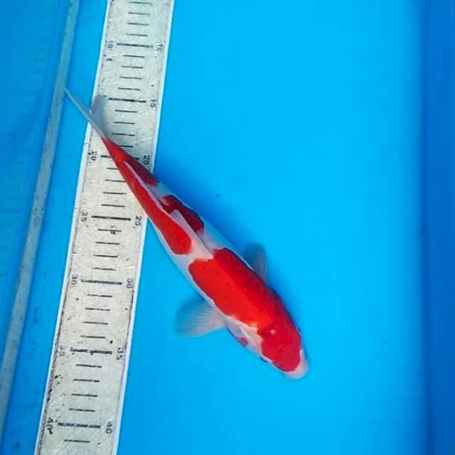 Kohaku doit 27cm