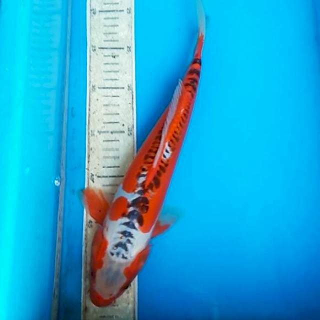 Hana shusui 35cm
