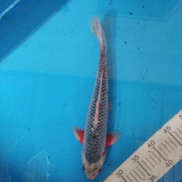 Asagi 36cm