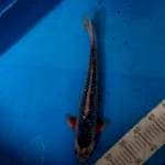 Asagi 36cm
