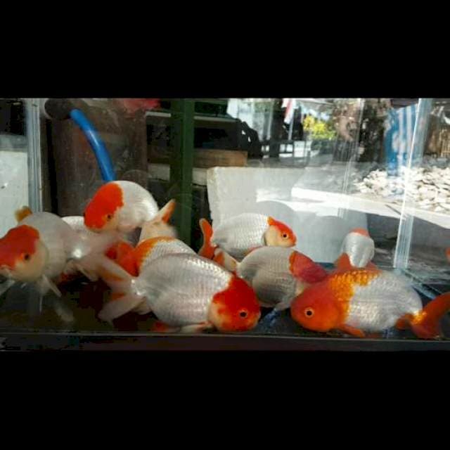 10 EKOR RANCHU 10up