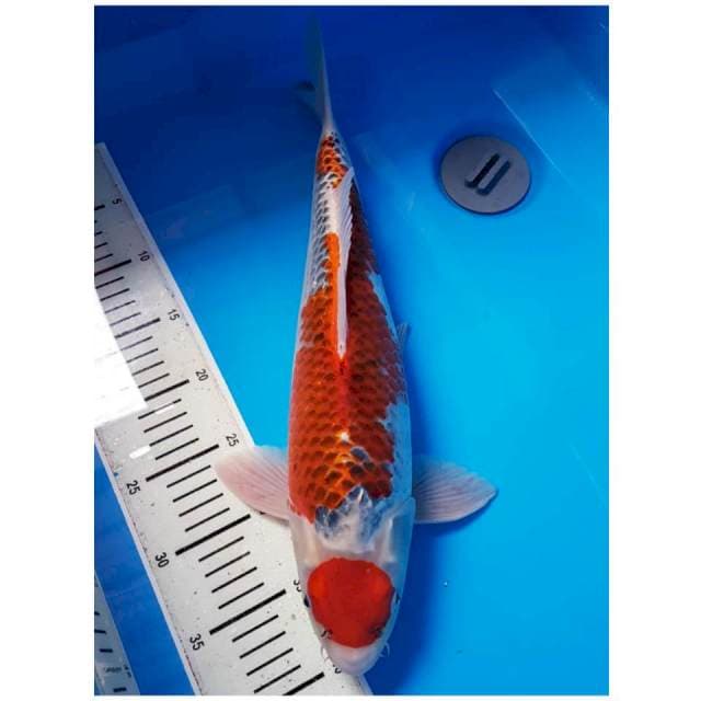 SQ MARUTEN GOSHIKI 45 MALE