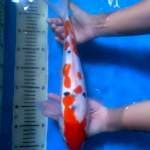 Taisho Sanke 37 cm.