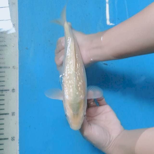 Karashi Fuel Ginrin 24 cm.