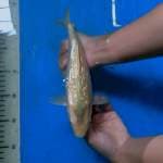 Karashi Fuel Ginrin 24 cm.