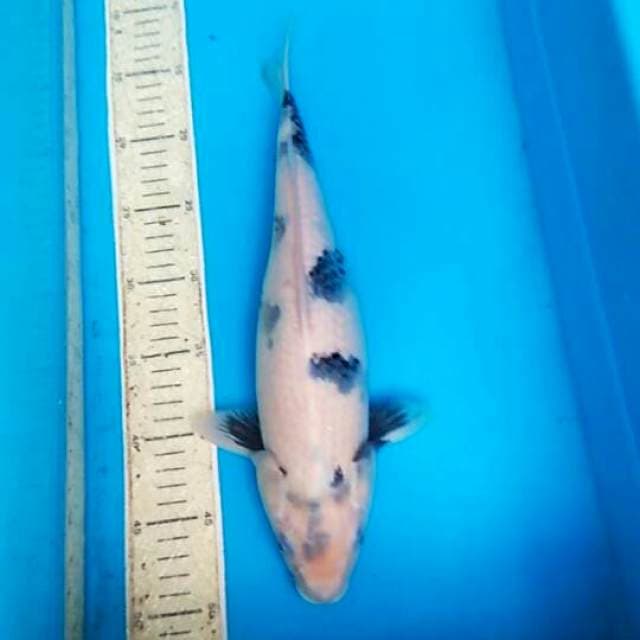 Shiro 35cm