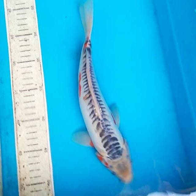 Shusui 30cm