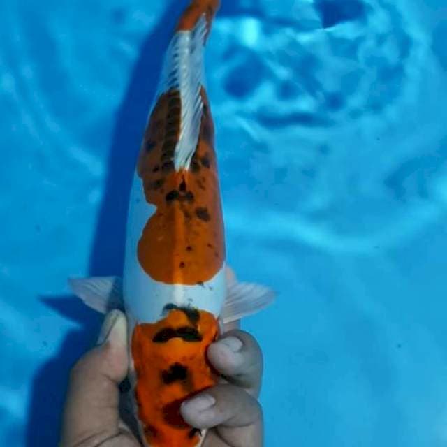 Antik 31 cm