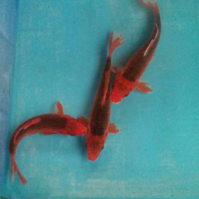 Lumayan19-22cm