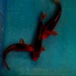 Lumayan19-22cm