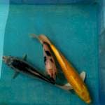 Lumayan3 27,22,29cm