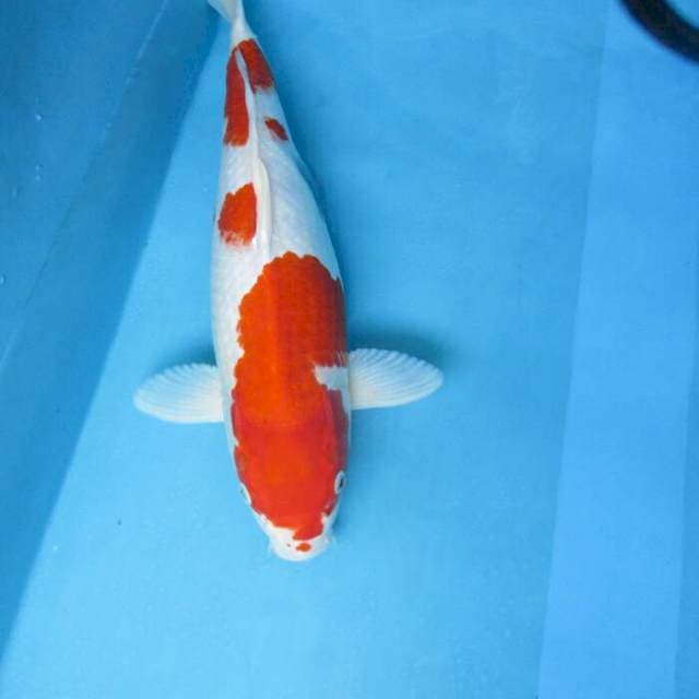 Kohaku ±50cm body jumbo