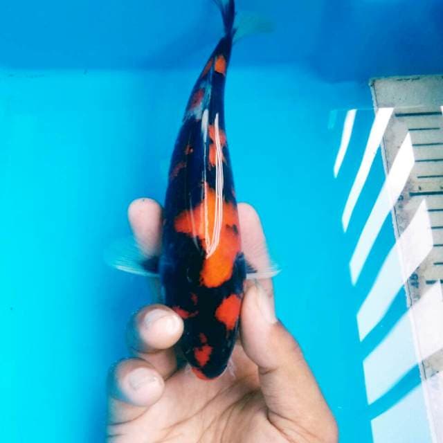 SHOWA BST BLOK 21CM MALE