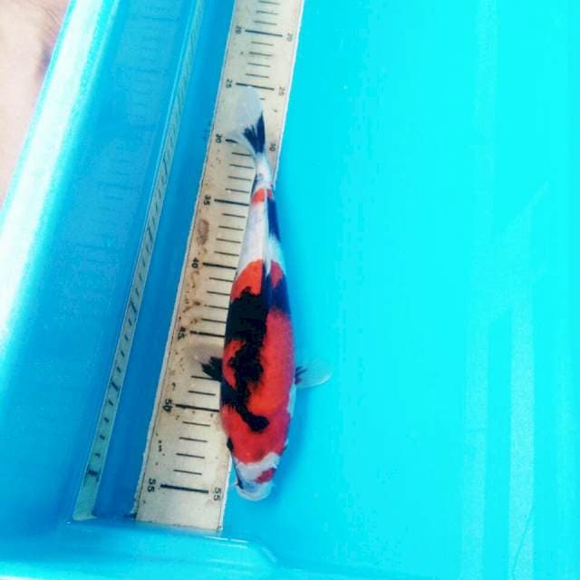 SHOWA BST T116 28CM FEMALE