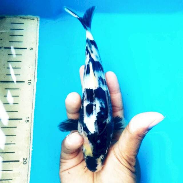 SHIRO BST T117 FEMALE 19CM