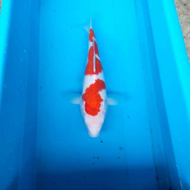 NJK - ORIGINAL KOHAKU