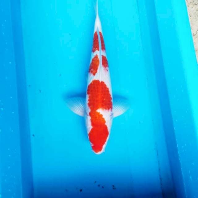 NJK - SANDAN KOHAKU