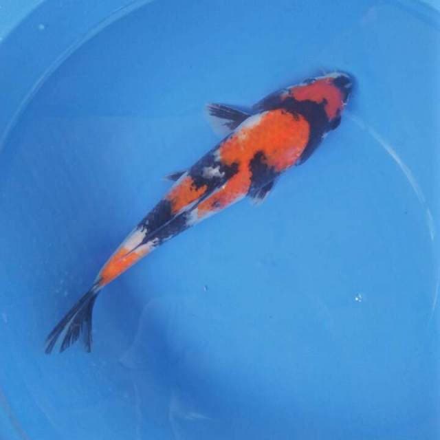 Showa male 30 cm