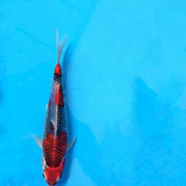 Ghosiki ring biru 30cm