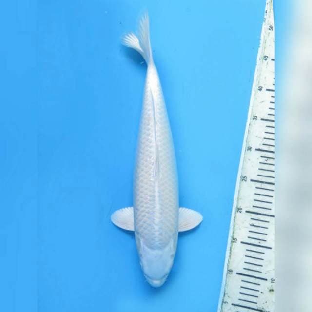 Jumbo -  Platinum Good Body  , 44cm 