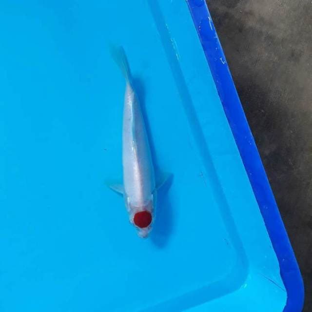 M. TANCO KOHAKU