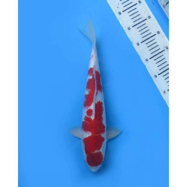 Red Sanke , 38cm