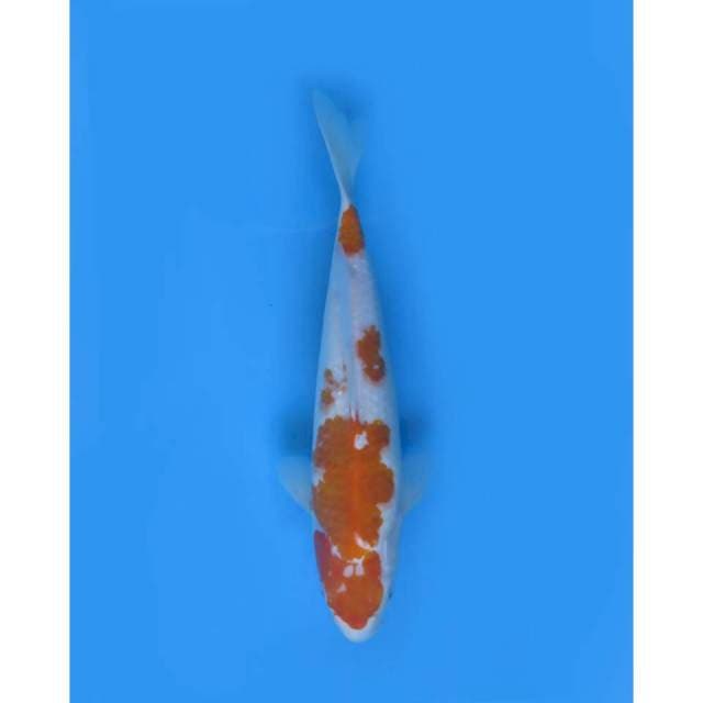 Yellow kohaku , 37cm 