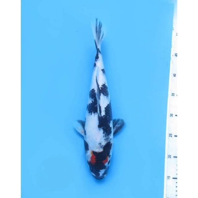 Tancho Showa Putih ,34cm 
