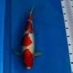 Kohaku 4 step HQ, 39cm