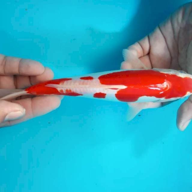 JANTAN 