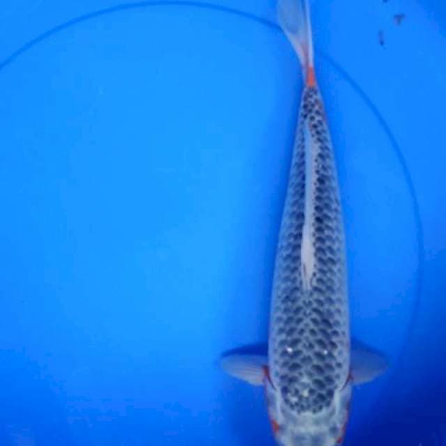 asagi 35 bu