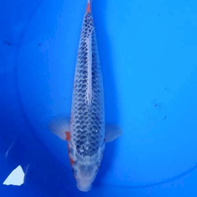 asagi 35 bu