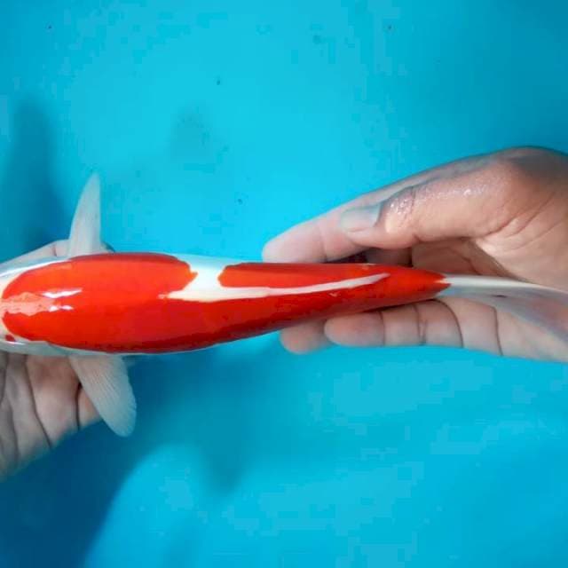 Kohaku