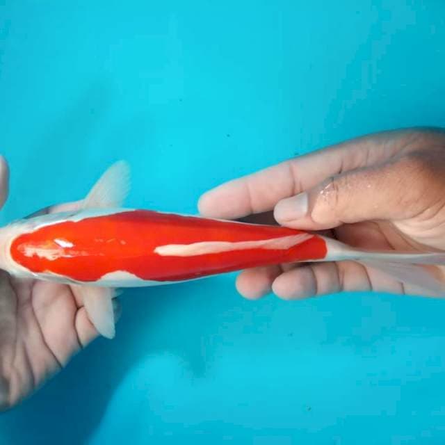Kohaku