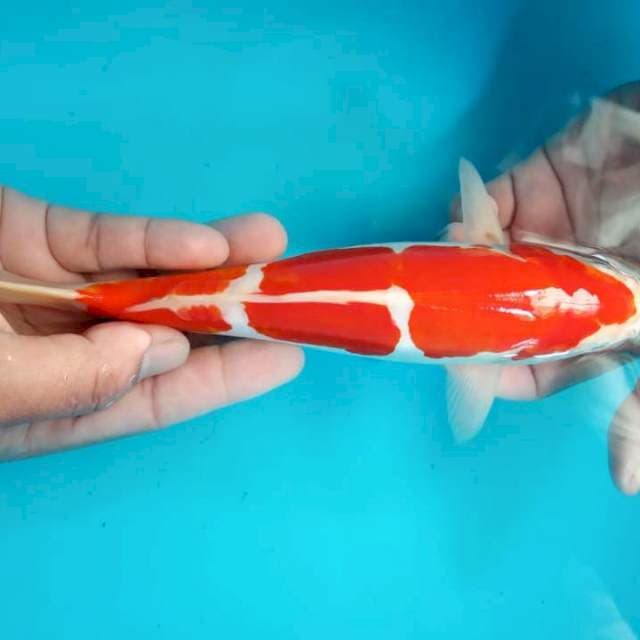 Kohaku