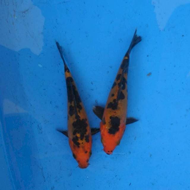 Duo Aka Sanke Doitsu F1