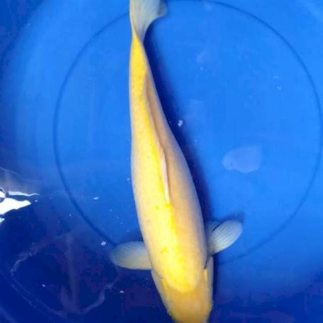 Karasi 47 female