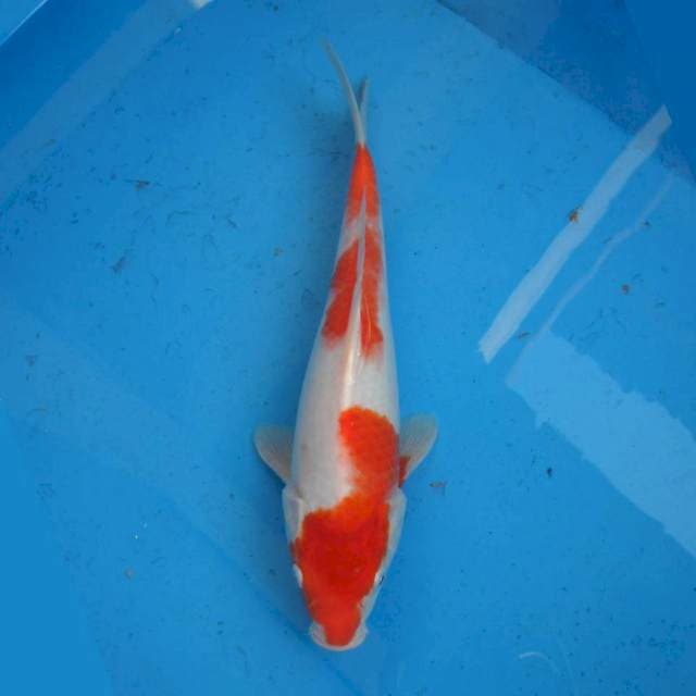Kohaku Ori F1