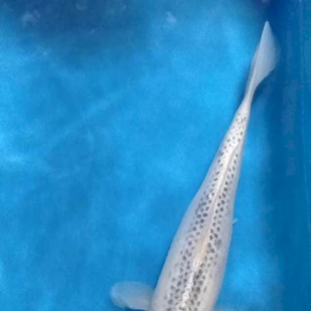 Tc male 42 