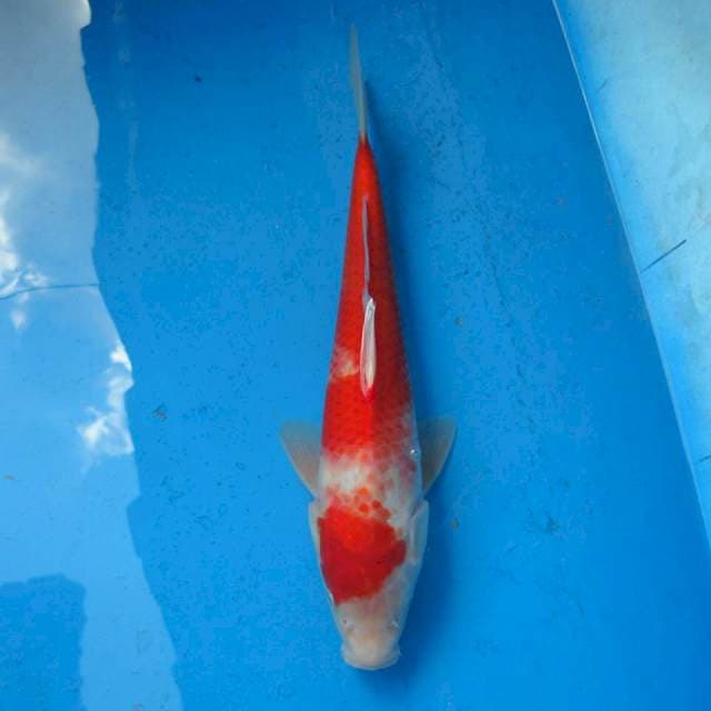 Kohaku Merah F1