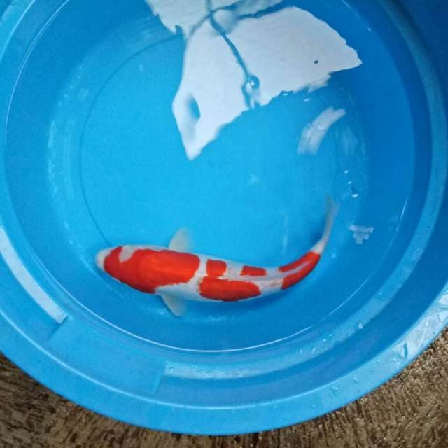 Doitsu 38 CM
