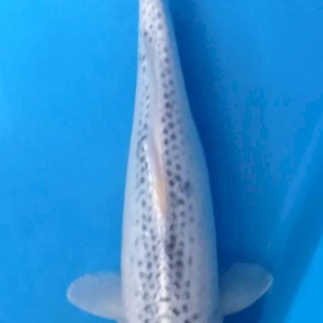 tc male 35 