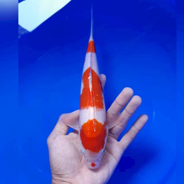 Kohaku jantan 24cm