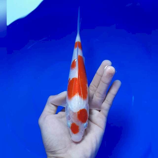 Maruten kohaku 22cm