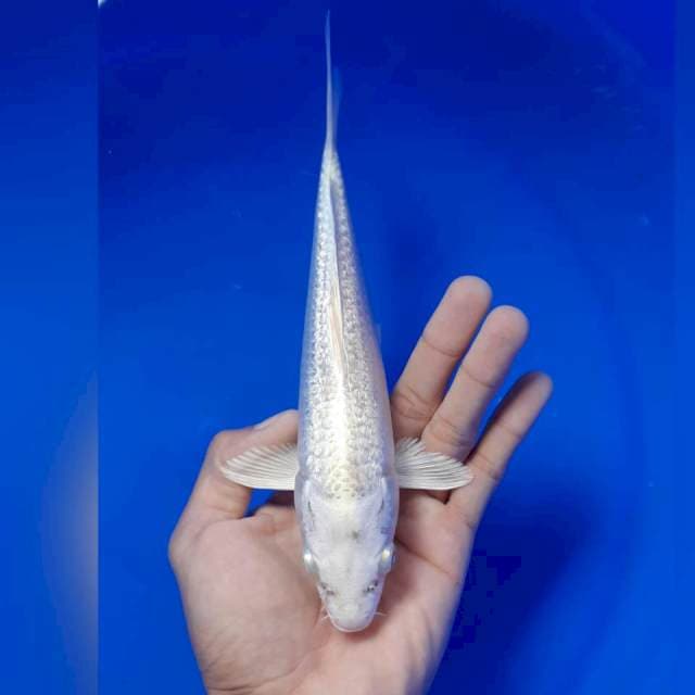 Platinum ginrin 21cm