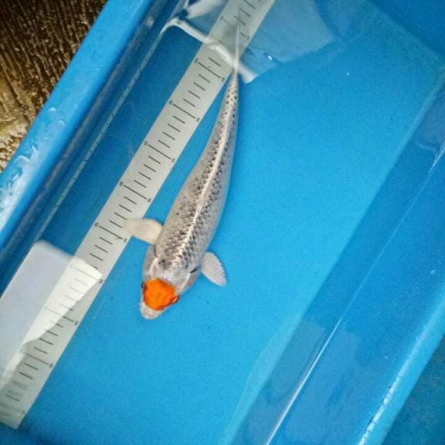 Male 32 CM