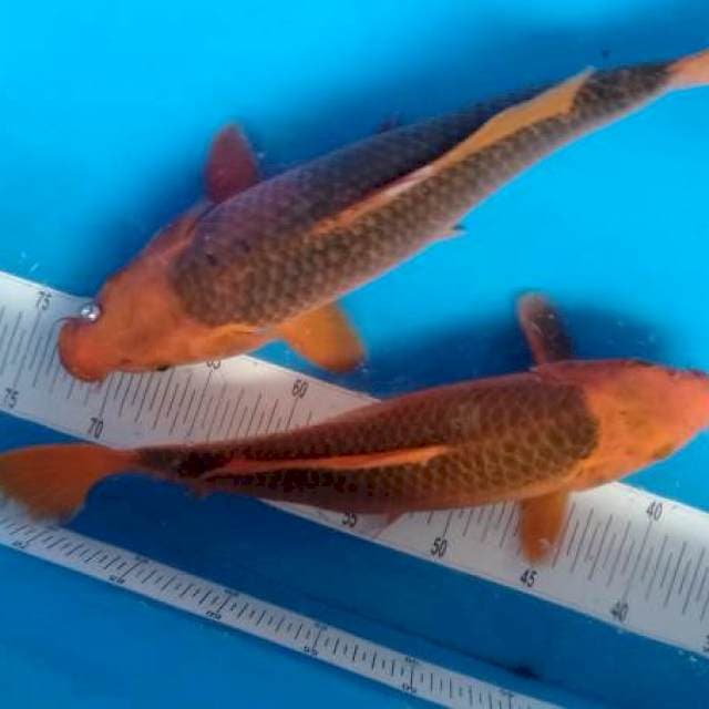Sepasang 39 &42