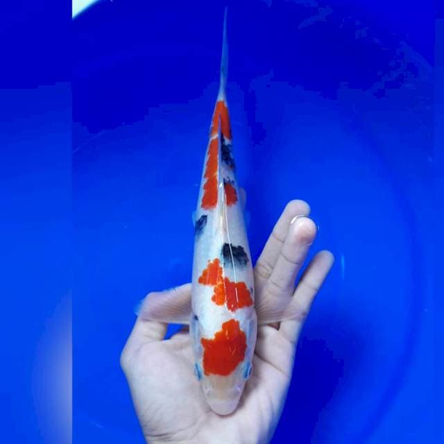 Sanke 25cm